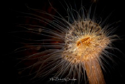 Flower
I love how these anemones elegantly move in the w... by Mona Dienhart 